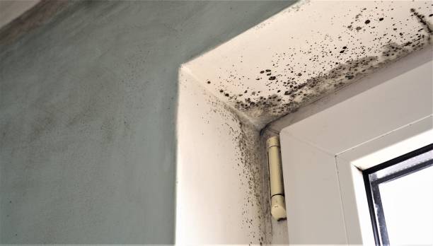 Mold Removal for HVAC Installations in Indian Hills, NM