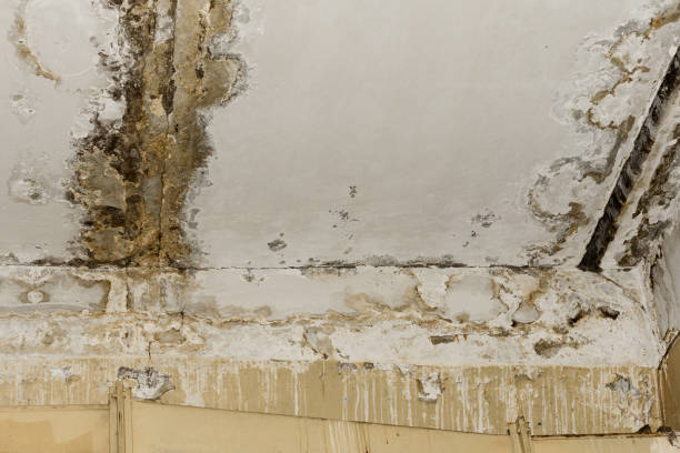 Best Comprehensive Air Testing for Mold Contaminants  in Indian Hills, NM