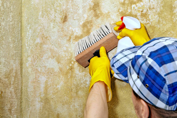 Best Mold Removal for HVAC Installations  in Indian Hills, NM