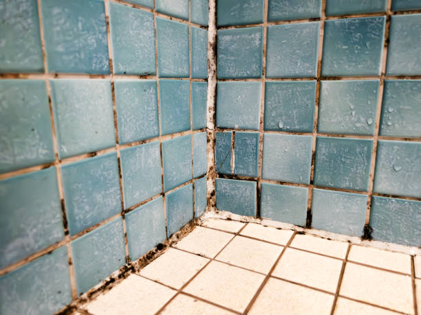 Best Airborne Mold Testing  in Indian Hills, NM