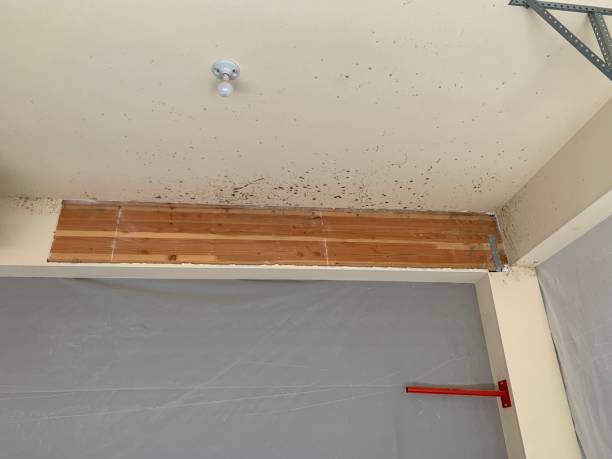 Best Real Estate Mold Inspection  in Indian Hills, NM