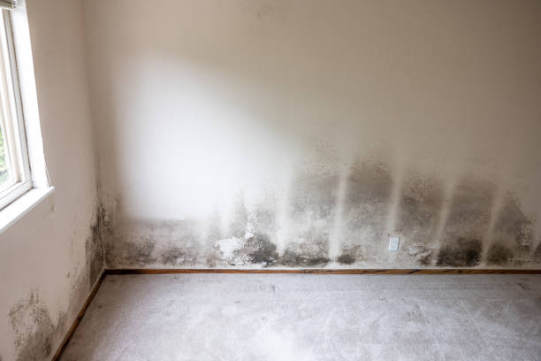Best Emergency Mold Remediation  in Indian Hills, NM