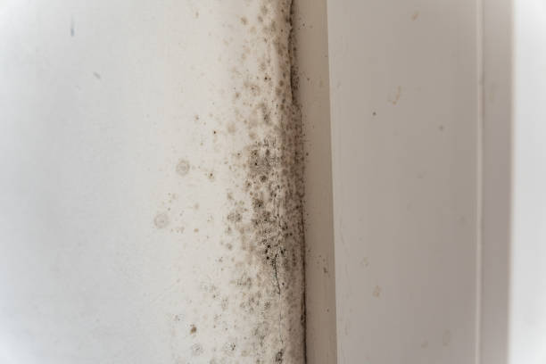 Best Crawl Space Mold Remediation  in Indian Hills, NM